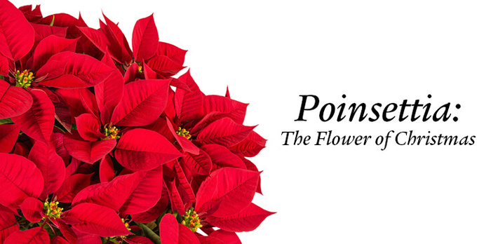 Give The Classic Christmas Poinsettia - Toblers Flowers Blog