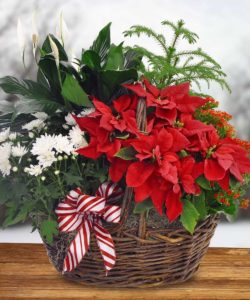 Blooming Poinsettia Plant