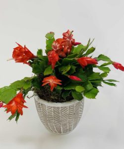 Christmas Cactus In Ceramic Pot