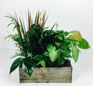 Dish gardens are a green and growing expression – perfect for any occasion. For an optional burst of floral elegance, we will have complimenting fresh-cut, colorful blooms added to a lush dish garden of mixed green foliage plants. 