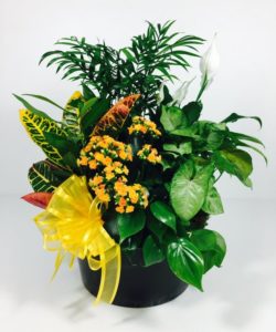 A beautiful basket filled with green plants and a touch of colored blooms to send as a gift for a friend. This indoor garden basket gives a lasting impression. Dish Garden is 10" in diameter.