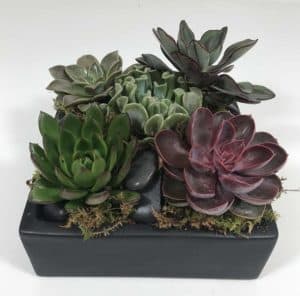 Variety of succulents in a black 8" x 8" ceramic