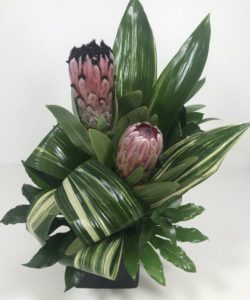 Unique & different, 2 Protea blooms with mixed greens in a sleek black cube