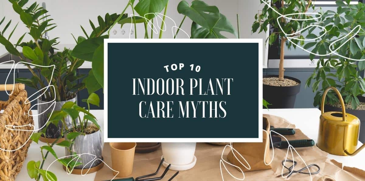 Plant 101: Signs You're Underwatering your Indoor Plant